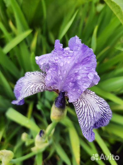 Ирисы бородатые
