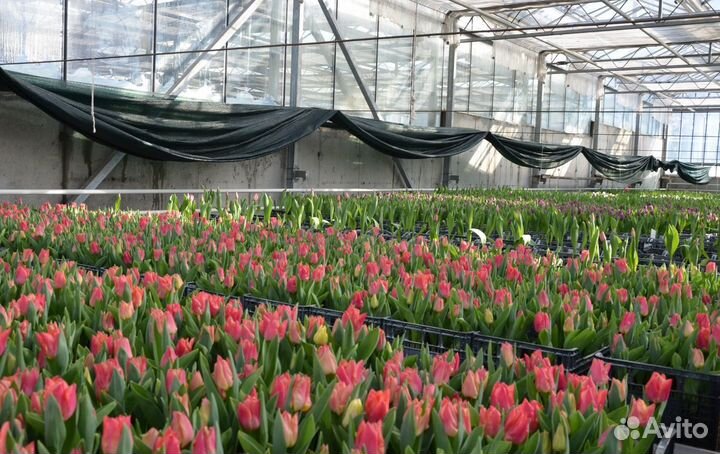 Тюльпаны срезка от 1000 шт от теплицы