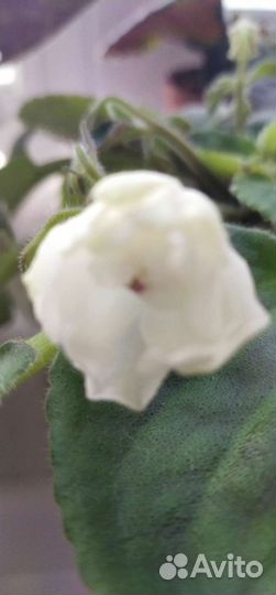 Разные фиалки начали цвести