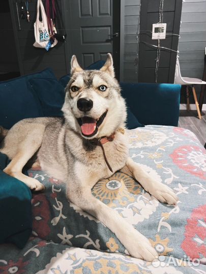 Сибирский хаски
