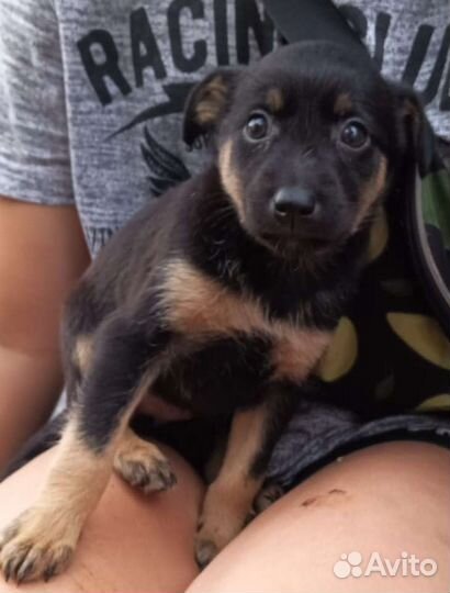 Собака в добрые руки отдам бесплатно