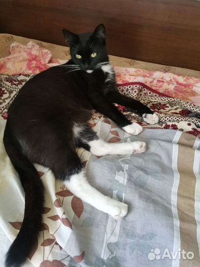 Кошка в дар