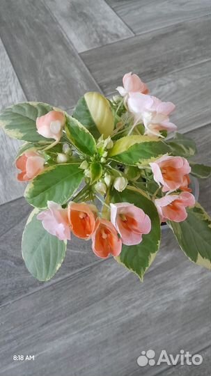 Бальзамин вариегатный Pink Ice и др