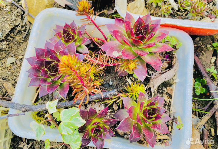 Суккуленты