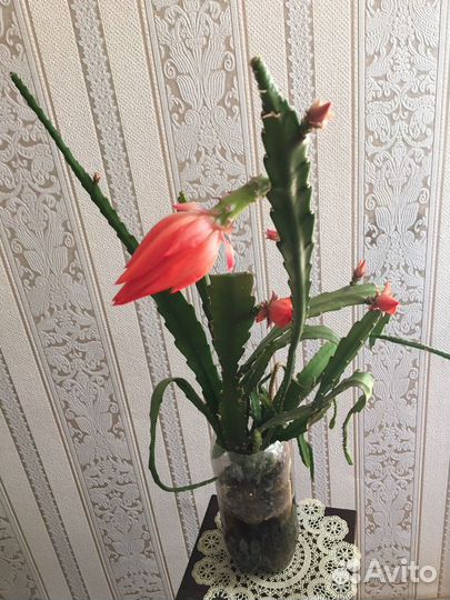 Эпифиллумы