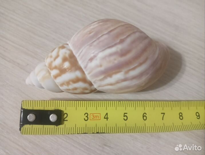 Ракушки импортные, 43шт