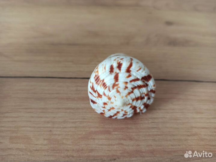 Морская раковина