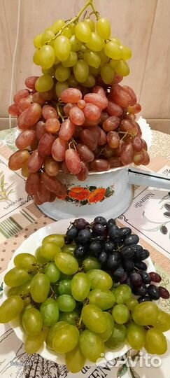 Саженцы винограда