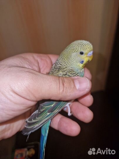 Волнистый попугай