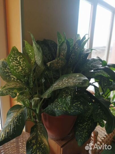 Монстера и другие крупные растения