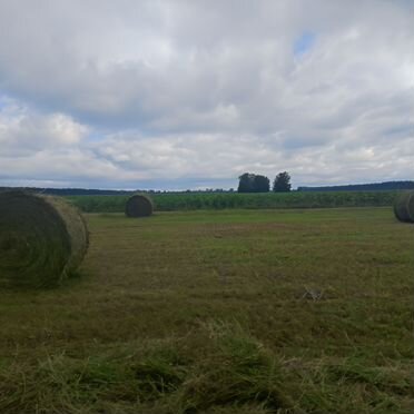 Сено