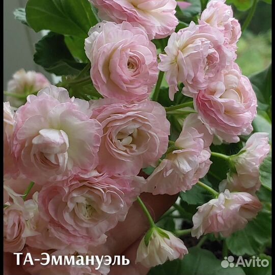 Пеларгонния сортовая та-Эммануэль,юв-Купидон и др