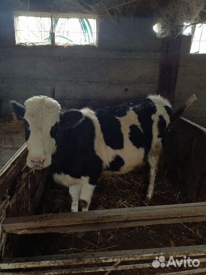 Бык и телка