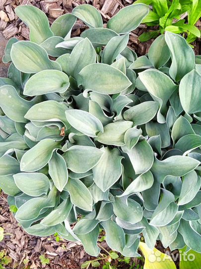 Хоста-мышиная серия и другие малыши