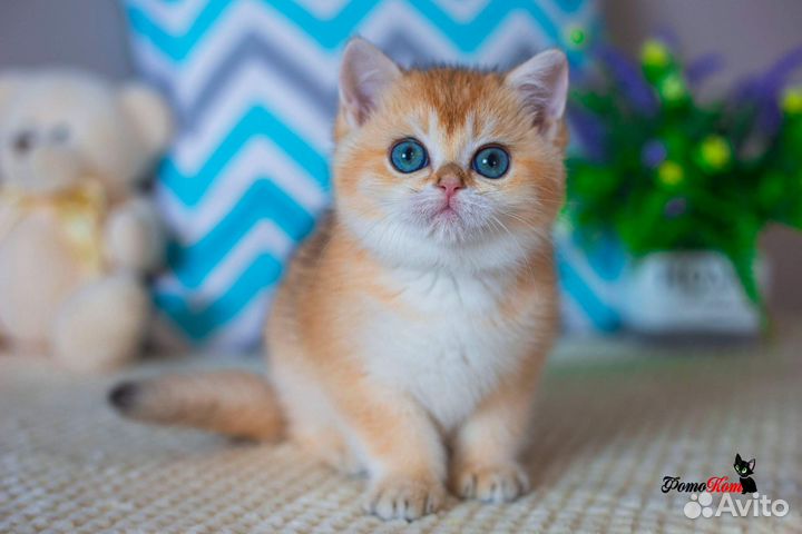 Британский котик