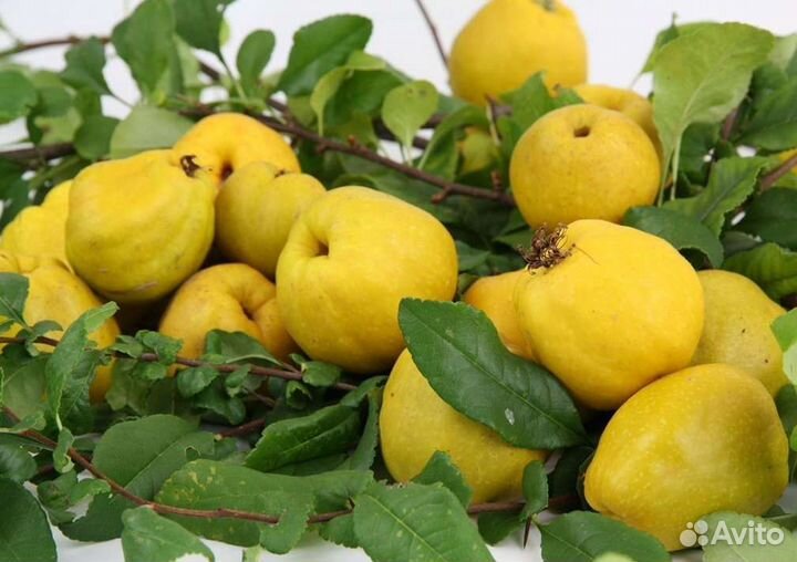 Айва прекрасная «Нивалис»