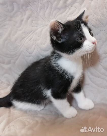 Кошки в добрые руки бесплатно