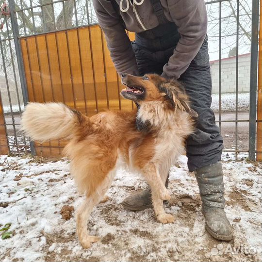 Рыжий ищет дом