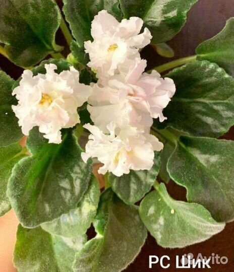 Детки сортовых фиалок