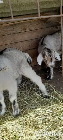 Альпийские козлята