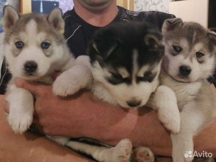 Сибирский хаски