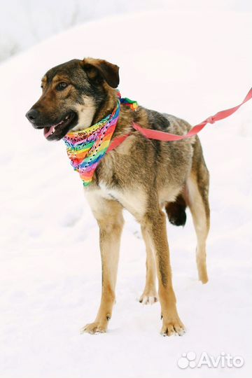 Собака Люк из приюта Некрасовка