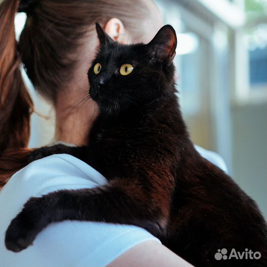 Кошка Алла в добрые руки