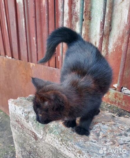 Черный котенок девочка бесплатно