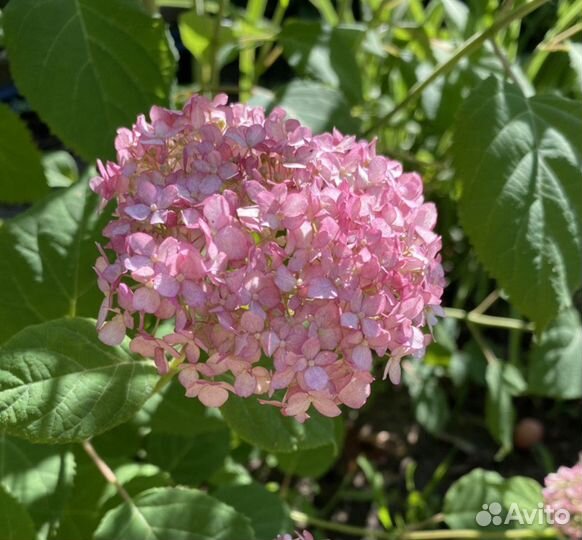Гортензия древовидная Пинк Анабель