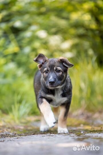 Щенок девочка в добрые руки
