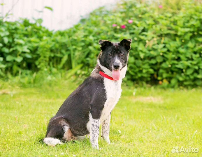 Тутси ищет свой дом