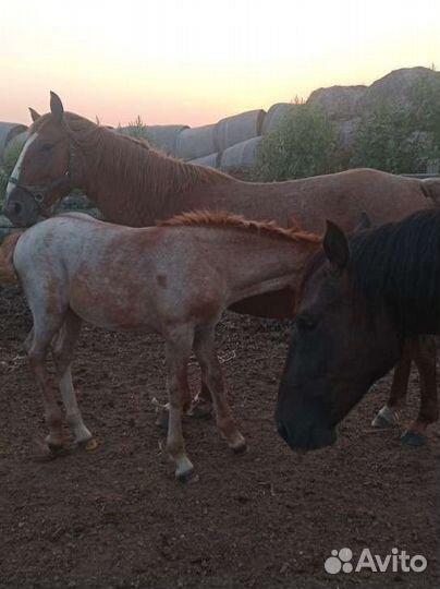 Кобыла с жеребенком