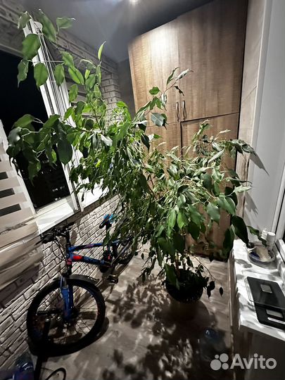 Фикус бенджамина большой