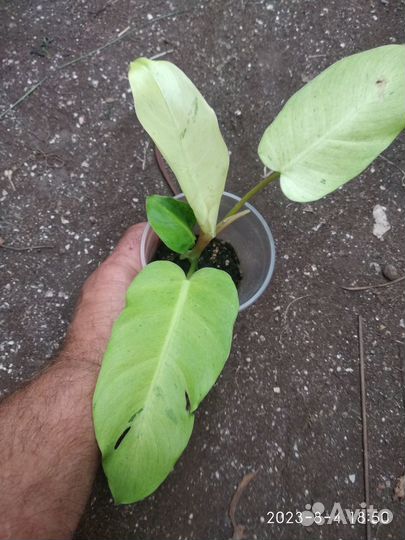 Филодендрон Джангл Февер Сноудрифт (Jungle Fever