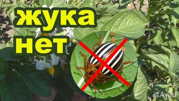 Инсектицид средство от колорадского жука