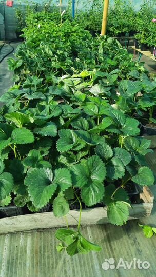 Саженцы боярышника, малины, ирга, клубника