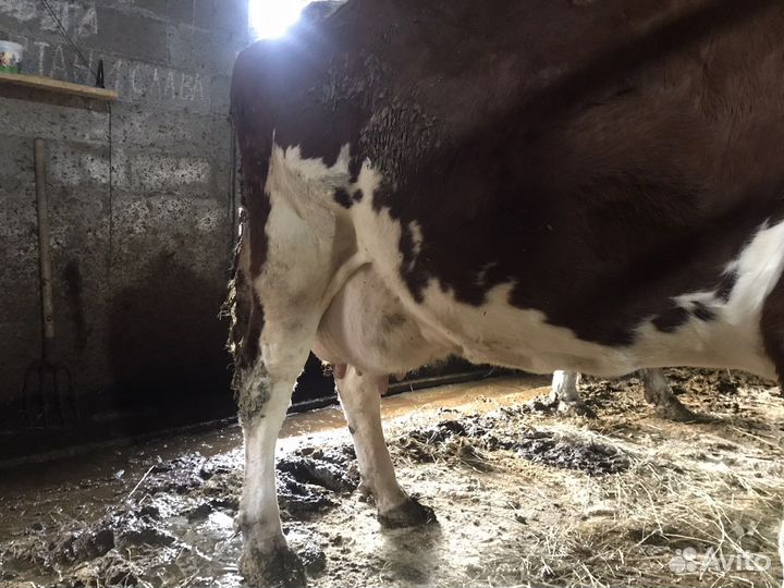 Коровы дойные