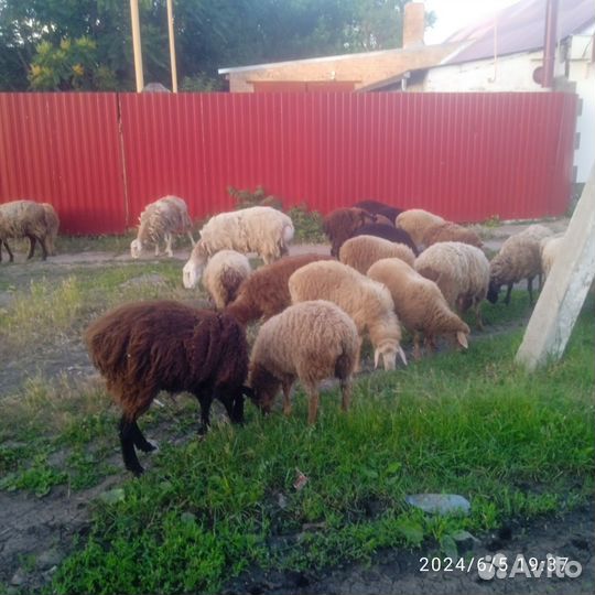 Овцы бараны