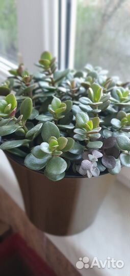 Комнатные растения