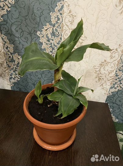 Банан комнатный