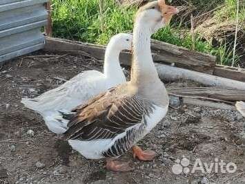 Гусь+гусыня