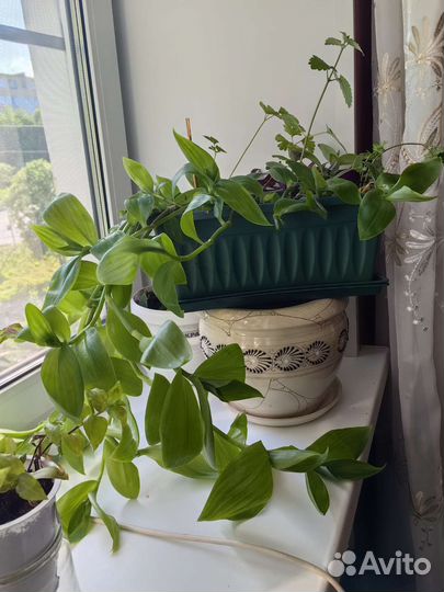 Традесканция, мята, зебрина в одном горшке ассорти