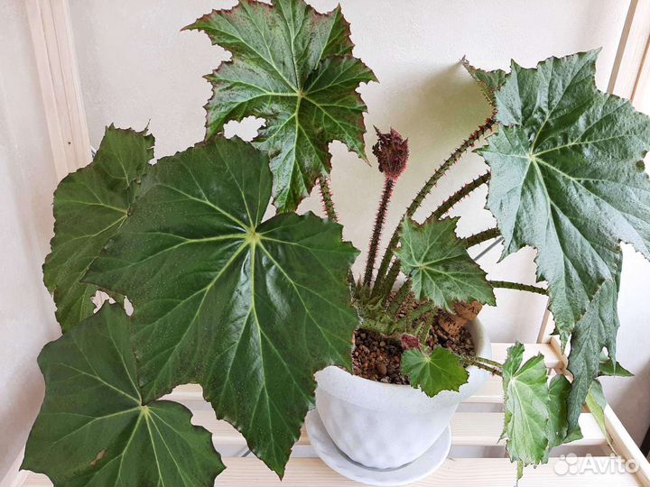 Бегония королевская