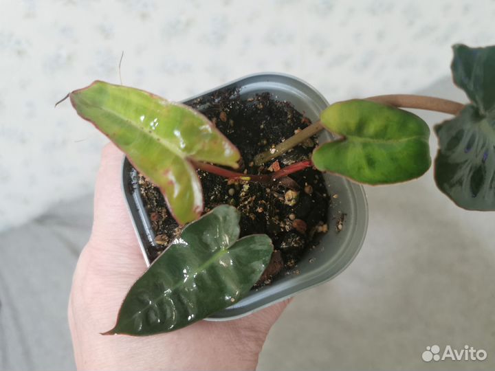 Филодендрон биллитау вариегатный