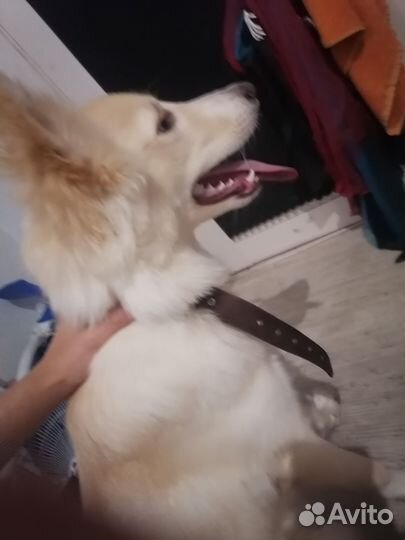 Собака