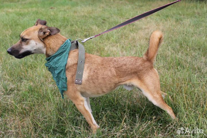 Собака в добрые руки отдам бесплатно