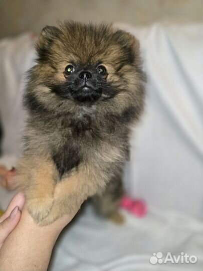 Померанский шпиц мини