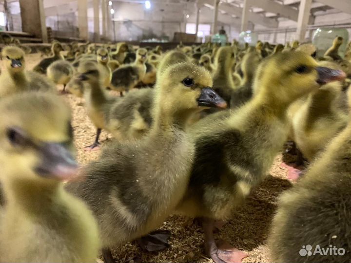 Гусята Линда и Крупно серые