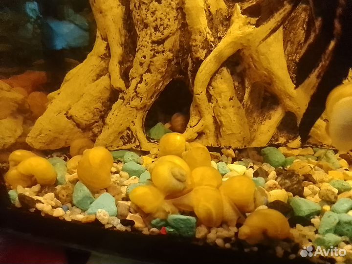 Аквариумные рыбки