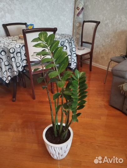 Замиокулькас